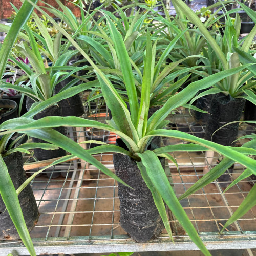 Pineapple (കൈതച്ചക്ക)