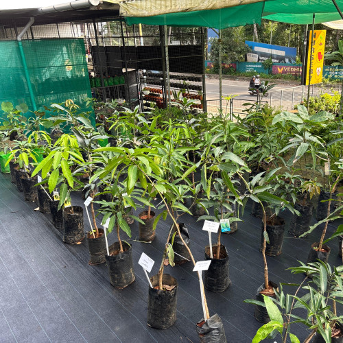 Mango (മാവ്)