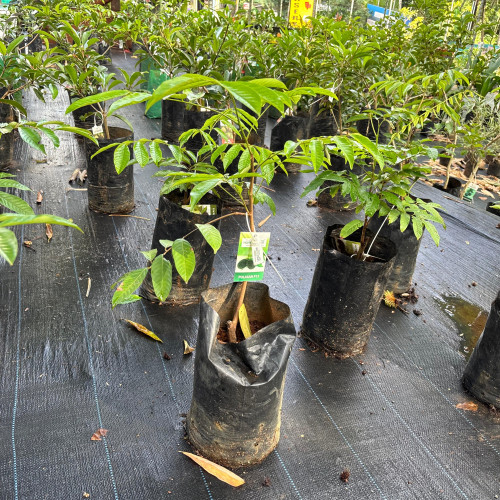 Pulasan (പുലാസൻ)