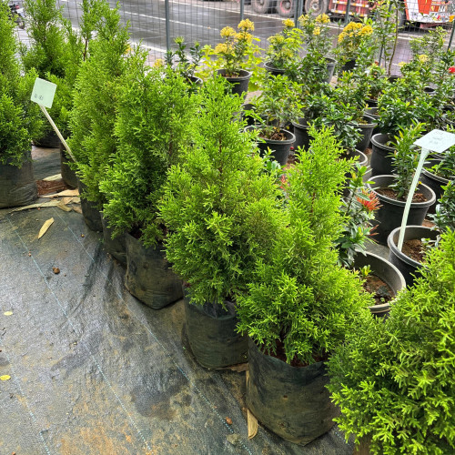 Golden Cypress