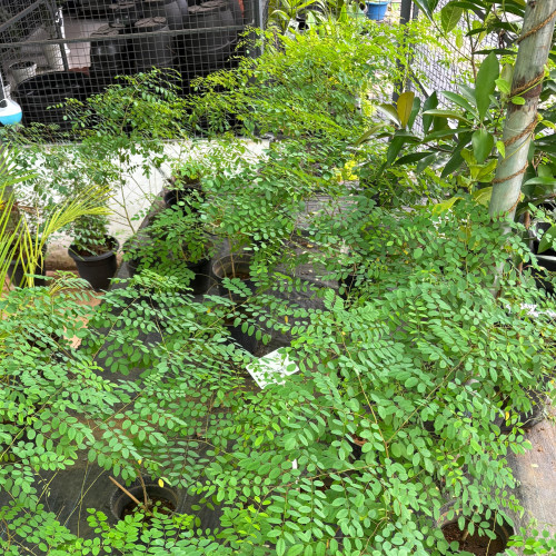 Neela Amari (നീല അമരി)