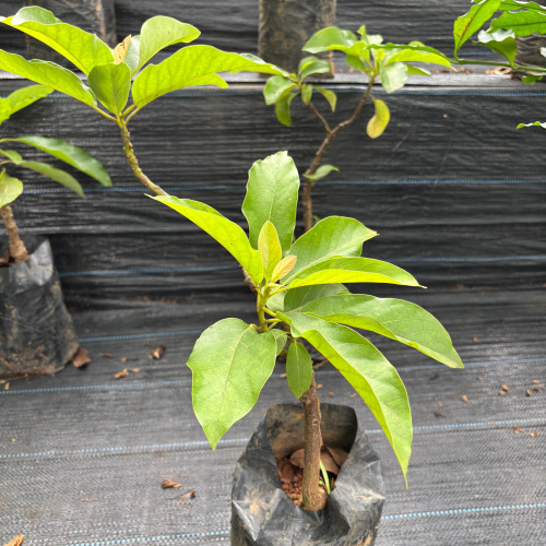 Avocado (വെണ്ണപ്പഴം)