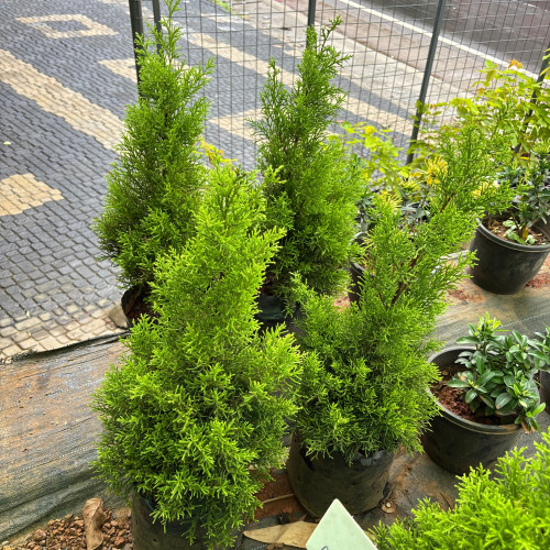 Golden Cypress
