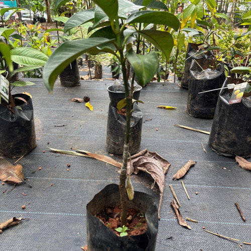 Mangosteen (മാംഗോസ്റ്റീൻ)