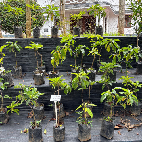 Avocado (വെണ്ണപ്പഴം)