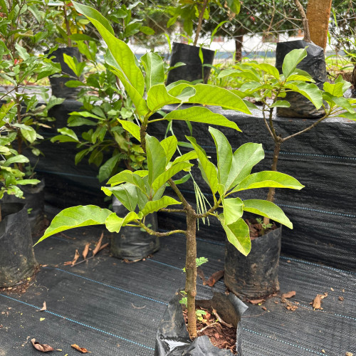 Avocado (വെണ്ണപ്പഴം)