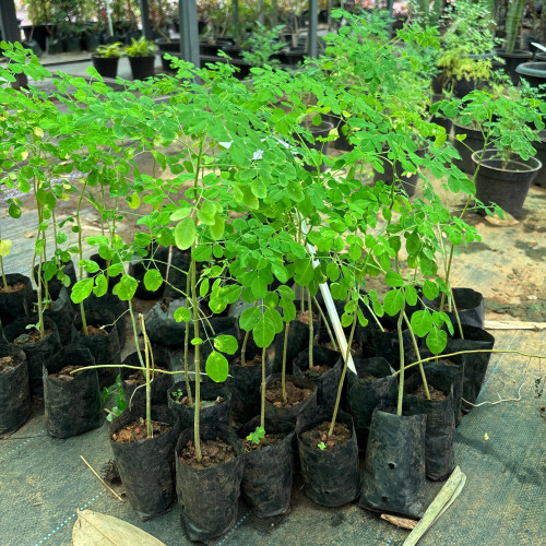 Muringa (മുരിങ്ങ)