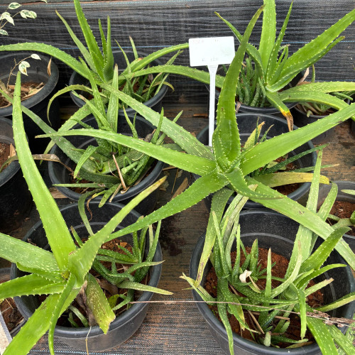 Aloe Vera (കറ്റാർ വാഴ)