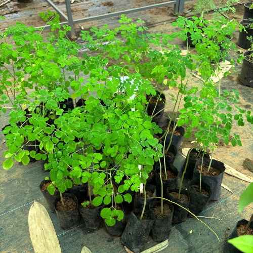 Muringa (മുരിങ്ങ)