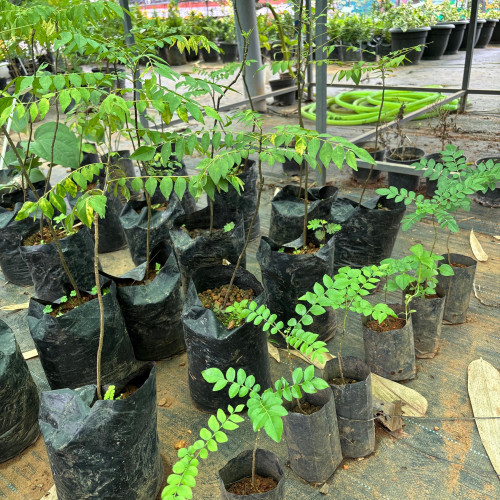 Karivepp (കറിവേപ്പ് )