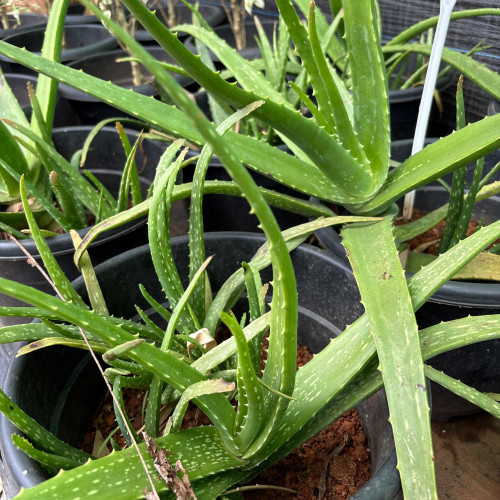 Aloe Vera (കറ്റാർ വാഴ)