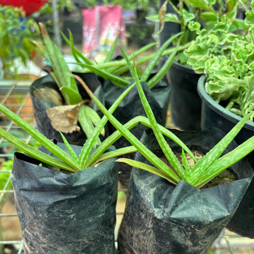 Aloe Vera (കറ്റാർ വാഴ)