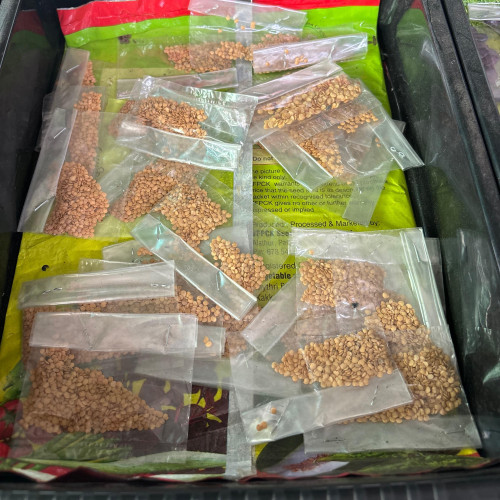 Vazhuthana (വഴുതന)