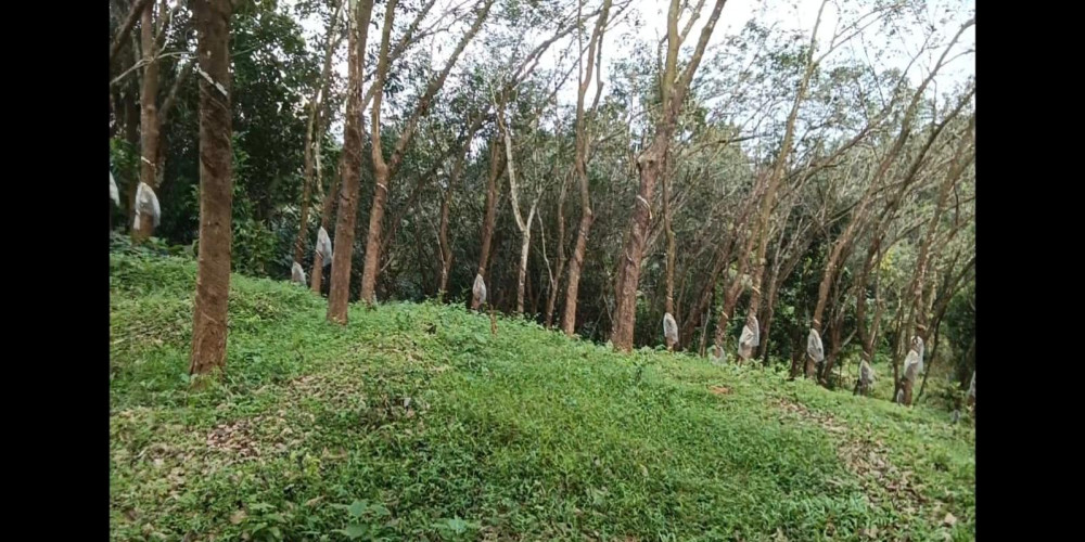 Lands & Plots for lease