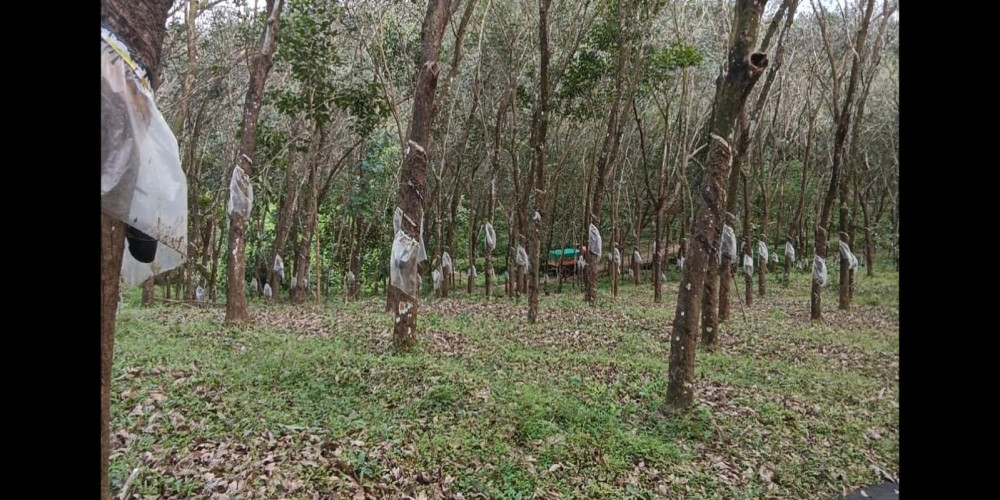 Lands & Plots for lease